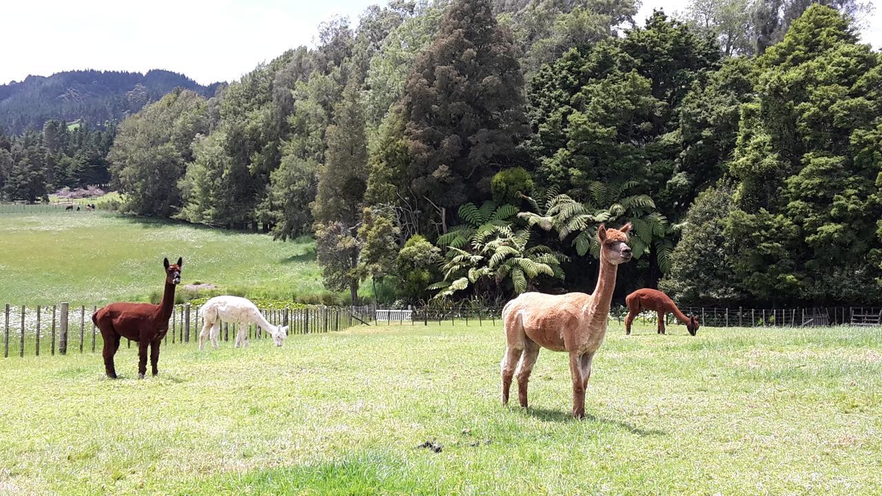 Bed and Breakfast Vinegar Hill Kauri Экстерьер фото